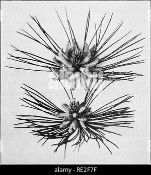 . Fundamentals of botany. Botany. 4i6 STRUCTURE AND LIFE HISTORIES ascertained by observing the oldest annual growth still bearing spur-shoots. When the leaves are shed the entire spur-shoot falls away. Reproduction 370. Staminate Cones.—Most of the cone-bearing trees (Coniferse) are monoecious, i.e., bear both microspores and megaspores on the same tree. The staminate cones appear in the spring, usually in May in the northern states.. Fig. 306.—Staminate cones of the Austrian pine {Pinus austriaca). Below, before shedding pollen; above, after shedding. and persist for only a few weeks. They a Stock Photo
