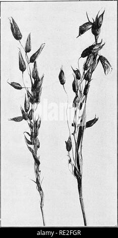 . Fundamentals of botany. Botany. 298 STRUCTURE AND LIFE HISTORIES These diseases are caused by fungi of the genus Ustilago} The species are often named from the plant affected, for example Ustilago Avenm on oats (Avena, Fig. 220),. Fig. 220.—Panicles of oats (Avena sativa), with the grains almost com- pletely destroyed and replaced by the oat smut {Ustilago Avena). Ustilago Triticl on barley (Triticum), Ustilago ZecB on corn {Zea, Fig. 221). The mycelium extends through the 1 A Hemibasidiomycete.. Please note that these images are extracted from scanned page images that may have been digitall Stock Photo
