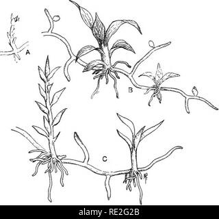 . Fundamentals of botany. Botany. LIFE HISTORY OF A FERN 157 a clearly ...