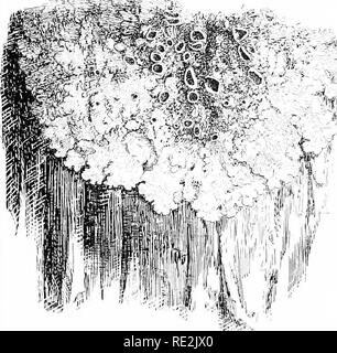 . Introduction to botany. Botany. 248 INTRODUCTION TO BOTANY Although usually grayish green in color, some of the lichens are yellow, red, brown, or even black. Lichens can endure severe drought, cold, and prolonged exposure to intense light and to strong wuids; hence it is evident that they can live under con- ditions which would be destructive to most kinds of plants. On account of this ability to undergo severe conditions, lichens are found at as great altitudes and throughout as great a range north and south as are any plants. They may remain dormant through long periods of un- favorable w Stock Photo