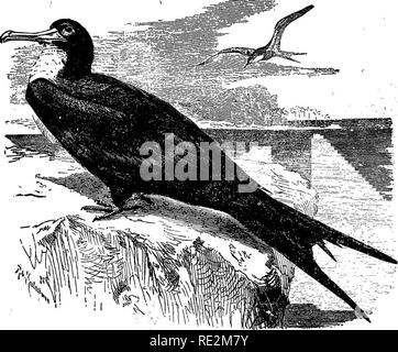 . Nests and eggs of North American birds. Birds; Birds. 74 NE8T8 AND EOOS OF pouch during the pairing season, of Mexico, and Inland marshes, and in the interior. It is said to breed on islands on the western coast Breeds abundantly in Honduras, along the coasts 128. MAN-O'-WAR BIRD. Fregata aquiU CLimi.) Geog. Dist.—Tropical and subtropical coasts generally; in America, north to Florida, Texas, Ohio, 'Wisconsin, Kansas, casually to Nova Scotia and California. This great bird is known by several names, such as Frigate bird. Frigate Pelican, Man-o'-War's bird; and &quot;Hurricane bird.&quot; The Stock Photo