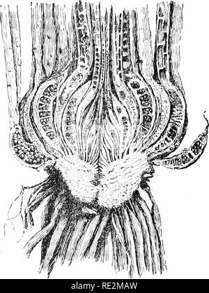 . Elementary botany. Botany. Fig. 337. Fig-33S. Base of leaf of isoetes, Section of plant of Isoetes engelmanii, showing cup- showing sporan,t&lt;ium with shaped stem, and longitudinal sections of the sporan- macrospoi-cs. (Isoetes en- gia in the thickened bases of the leaves, gelmannii.) ure from the other portions of the leaf. This is a sporangium. Beside the spores on the inside of the sporangium, there are strands of sterile tissue which extend across the cavity. This is peculiar to isoetes of all the members of the class of jilants to which the ferns belong, but it will be remembered that Stock Photo