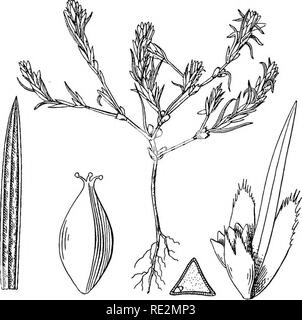 . A monograph of the North American species of the genus Polygonum. Polygonum. POLYGONUM PARRYI GREENE, FIG. 2,. POLYGONUM BIDWELLIAE S, WATSON,. Please note that these images are extracted from scanned page images that may have been digitally enhanced for readability - coloration and appearance of these illustrations may not perfectly resemble the original work.. Small, John Kunkel, 1869-1938. [Lancaster, Pa. , The New Era Print] Stock Photo