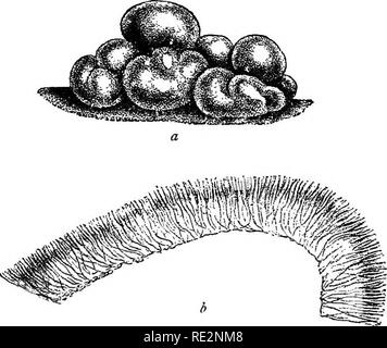 . A handbook of cryptogamic botany. Cryptogams. VASCULAR CRYPTOGAMS ...