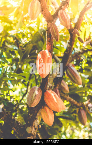 Organic fresh cacao on the tree, Cacao pulp chocolate Stock Photo