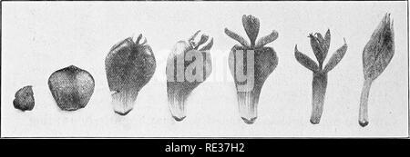 . Fundamentals of botany. Botany. Fig. i8.—^Leaf of New Zealand raspberry {Riibus auslralis).. Fig. ig.—Homology of bud-scales in an ash {Fraxinus Sp.). Series showing gradual transition from outer bud-scale (at left) to unexpanded foliage leaf (at right). The outer bud-scale is morphologically a leaf- base. (Photo by the author.).. Please note that these images are extracted from scanned page images that may have been digitally enhanced for readability - coloration and appearance of these illustrations may not perfectly resemble the original work.. Gager, C. Stuart (Charles Stuart), 1872-1943 Stock Photo