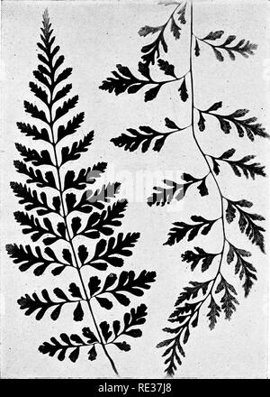 . New England ferns and their common allies; an easy method of determining the species. Ferns. FRAGILE BLADDER FERN. Rare forms. Please note that these images are extracted from scanned page images that may have been digitally enhanced for readability - coloration and appearance of these illustrations may not perfectly resemble the original work.. Eastman, Helen, 1863-. Boston, New York, Houghton, Mifflin and Co. Stock Photo