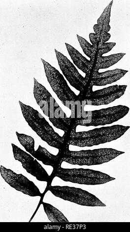 . New England ferns and their common allies; an easy method of determining the species. Ferns. NET-VEINED CHAIN FERN. Please note that these images are extracted from scanned page images that may have been digitally enhanced for readability - coloration and appearance of these illustrations may not perfectly resemble the original work.. Eastman, Helen, 1863-. Boston, New York, Houghton, Mifflin and Co. Stock Photo