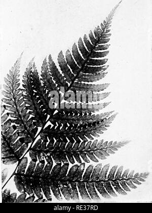 . New England ferns and their common allies; an easy method of determining the species. Ferns. GOLDIE'S FERN. Tip of frond. Please note that these images are extracted from scanned page images that may have been digitally enhanced for readability - coloration and appearance of these illustrations may not perfectly resemble the original work.. Eastman, Helen, 1863-. Boston, New York, Houghton, Mifflin and Co. Stock Photo