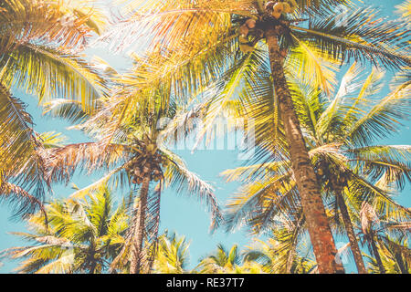 Coconuts on coconut tree (Cocos nucifera) Stock Photo