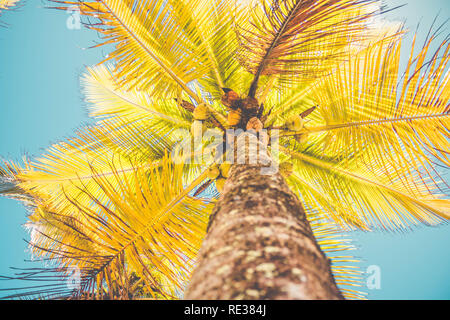 Coconuts on coconut tree (Cocos nucifera) Stock Photo