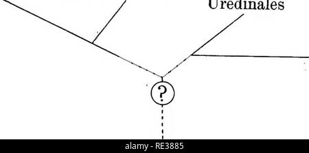 . The British rust fungi (Uredinales) their biology and classification. Rust fungi. PHYLOGENY 83 From these considerations the probable phylogeny of the Uredinales may be represented as in the following schemes. Ascomycetes Basidiomycetes Uredinales. Ustilaginales Rhodophycese Pucciniacese Endophyllum. Please note that these images are extracted from scanned page images that may have been digitally enhanced for readability - coloration and appearance of these illustrations may not perfectly resemble the original work.. Grove, W. B. (William Bywater), 1848-1938. Cambridge, University Press Stock Photo