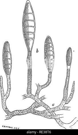 Danish fungi as represented in the herbarium of ERostrup . Fig. 1 ...