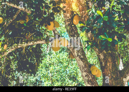 Beautiful Jackfruit tree trunk (Artocarpus heterophyllus) Stock Photo