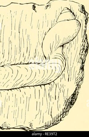 . Ecological animal geography; an authorized, rewritten edition based on Tiergeographie auf ockologischer grundlage. Zoogeography -- Geographical distribution; Animal ecology. Fig. 15.—Magilus antiquus with the coral limestone cuti away to show the shell, which is filled with calcium carbonate to the dotted line. and have few representatives in polar waters. Animals which deposit large amounts of lime are also absent in deep seas; serpulids, for example, are wanting, and the deep-sea sea urchins are forms with a soft shell (Echinothuridae). This constitutes an important factor in the distribut Stock Photo