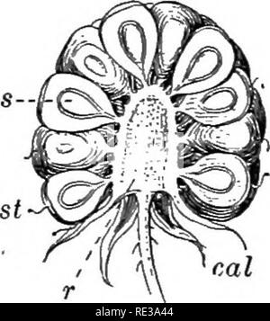 . Introduction to botany. Botany. FRUITS loT. matures. Berries, as the botanist understands the term, are generally fleshy fruits resulting from the development of a se^eral-loculed ovary. The grapefruit, lemon, orange, grape, persimmon, and tomato are true berries, though not usually called by that name. On the other hand, a blackberry or a raspberry (fig. 139) is not a genuine berry but a group of fleshy ripened carpels attached to the surface of a large re- ceptacle, and a strawberry is a group of httle dry carpels embedded in a large, juicy receptacle. Pomes (apple and pear) have the seeds Stock Photo