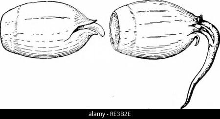 . Elementary botany. Botany. 452 RELATION TO ENVIRONMENT. 874. The hazelnut, chestnut, and beechnut.—In these fruits a crown of leaves (involucre) at the base of the flower grows around. Fig. 474- Germinating acom of white oak. the nut and completely envelops it, forming the husk or burr. When the fruit is ripe the nut is easily shelled out from the husk. In the beechnut and chestnut the burr dehisces as it dries and allows the nut to drop out. But the fruit is not dehiscent, since the pericarp is still intact and encloses the seed. 875. The hickory-niit, walnut, and butternut.—In these fruits Stock Photo
