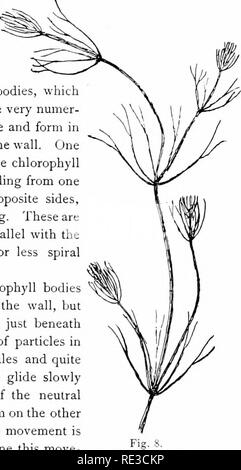 . Elementary botany. Botany. PROTOPLASM. 9 node. These internodes are peculiar. They consist of but a single &quot;cell,&quot; and are cylindrical, with closed ends. They are sometimes 5-10 cm. long. 19. Internode of nitella.—For the study of an internode of nitella, a small one, near the end, or the ends of one of the &quot; leaves&quot; is best suited, since it is more transparent. A small portion of the plant should be placed on the glass slip in water with the cover glass over a tuft of the branches near the growing end. E.xamined with the microscope the green chlorophyll bodies, which for Stock Photo