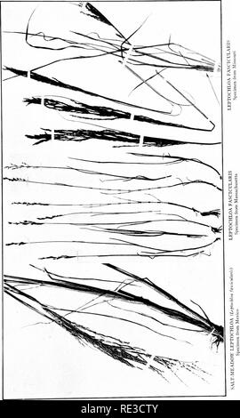 . The book of grasses; an illustrated guide to the common grasses, and the most common of the rushes and sedges. Grasses; Juncaceae; Cyperaceae. . Please note that these images are extracted from scanned page images that may have been digitally enhanced for readability - coloration and appearance of these illustrations may not perfectly resemble the original work.. Francis, Mary Evans. Garden City, N. Y. , Doubleday, Page &amp; Co. Stock Photo