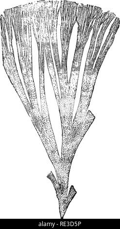 Protococcusa Under Microscope . A handbook of cryptogamic botany. Cryptogams. PRO TOCOCCOIDE^ 415 ...