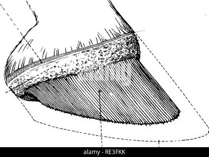 . The topographical anatomy of the limbs of the horse. Horses; Physiology. THE LIMBS OF THE HOUSE 79 tissue, such as is present beneath the skin in general, is absent, with the result that the matrix is firmly adherent to the skeleton Marginal matrix. Coronary matrix.. Laminar matrix, Outline of^hoof. Fig. 53.—Lateral Aspect of the Matrix of the Hoof. of the digit. From custom and convenience the matrix is divided into certain regions. 1. The marginal matrix (margo ^ matricis ungulse) forms a narrow Cuneate matrix.. Please note that these images are extracted from scanned page images that may  Stock Photo