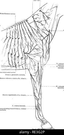 . The topographical anatomy of the limbs of the horse. Horses; Physiology. THE LIMBS OF THE HOESE From cervical nerves. from thoracic nerves From tlioi-acic nerves.. From the sixth cervical nerve (n. supraclav- icularis). N. cutaneus brachii lateralis. N. cutaneus autibrachii dorsalis. From intercostal nerves. From n. pectoralis caudalis, N. cutaneus autibrachii lateralis. Ramus superftcialls of n. ulnaris, Communicating branch from n. volaris medialis. Fig. 1.—(0^'zi©QNfeyP'4WA*)Sffl^cic Limb.. Please note that these images are extracted from scanned page images that may have been digitally e Stock Photo