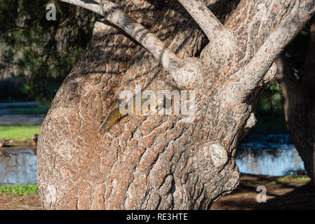 Cute squirrel sitting on a large trunk of an old tree at Lake Balboa park in Los Angeles, California Stock Photo