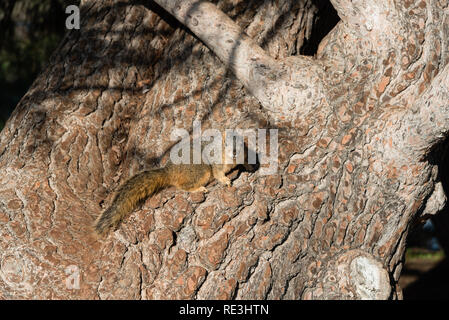 Cute squirrel sitting on a large trunk of an old tree at Lake Balboa park in Los Angeles, California Stock Photo