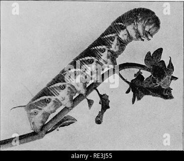 . Handbook of medical entomology. Insect pests; Insects as carriers of disease; Medical parasitology. Stinging Insects 43 The ants lacking a sting are those of the subfamily Camponotinse, which includes the largest of our local species. It is an interesting fact that some of these species possess the largest poison glands and reservoir (fig. 28) and it is found that when they attack an enemy they bring the tip of the abdomen forward and spray the poison in such a way that it is introduced into the wound made by the powerful mandibles. More feared than any of the other Hymenoptera are the horne Stock Photo