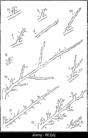 . The fruit garden. Fruit-culture; Fruit trees. THE FRUIT GARDEN. Pruning the Apple (Winter). Please note that these images are extracted from scanned page images that may have been digitally enhanced for readability - coloration and appearance of these illustrations may not perfectly resemble the original work.. Bunyard, George; Thomas, Owen. New York, C. Scribner Stock Photo