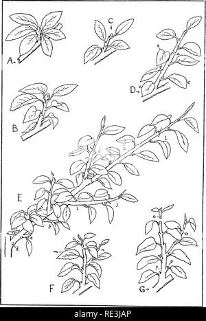 . The fruit garden. Fruit-culture; Fruit trees. THE FRUIT GARDEN. Pruning the Apple (Summer). Please note that these images are extracted from scanned page images that may have been digitally enhanced for readability - coloration and appearance of these illustrations may not perfectly resemble the original work.. Bunyard, George; Thomas, Owen. New York, C. Scribner Stock Photo