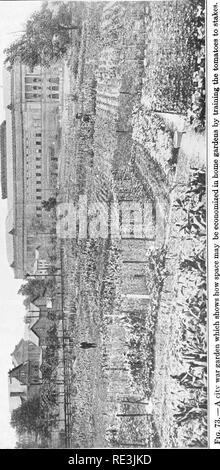 . Vegetable growing projects. Vegetable gardening; Project method in teaching. 298. Please note that these images are extracted from scanned page images that may have been digitally enhanced for readability - coloration and appearance of these illustrations may not perfectly resemble the original work.. Watts, Ralph Levi, 1869-. New York, Macmillan Stock Photo