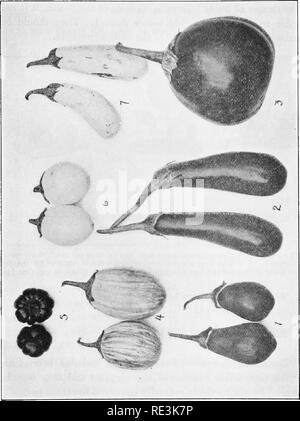 . Vegetable growing projects. Vegetable gardening; Project method in teaching. SOLANACEOUS CROP PROJECTS 81. Please note that these images are extracted from scanned page images that may have been digitally enhanced for readability - coloration and appearance of these illustrations may not perfectly resemble the original work.. Watts, Ralph Levi, 1869-. New York, Macmillan Stock Photo