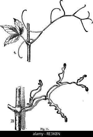 . The movements and habits of climbing plants. Climbing plants; Plants. 148 TENDRIL-BB4EERS. Chap. IV, week or two shriuks into the finest thread, withers and. Fig. 11. Ampelopsie liedera/cea* A. Tendril fblly developed, with a young leaf on the opposite side of the stem. B. Older tendrU, several weeks after its attachment to a wall, with the branches thickened and splraUy contracted, and with the extremities developed into discs. The unattached brunches of this tendril have withered and dropped off. drops off. An attached tendril, on the other hand, contracts spirally, and thus becomes highly Stock Photo