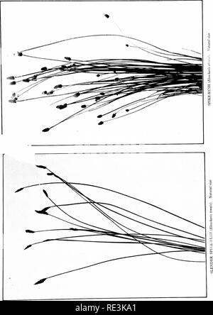 . The book of grasses; an illustrated guide to the common grasses, and the most common of the rushes and sedges. Grasses; Juncaceae; Cyperaceae. . Please note that these images are extracted from scanned page images that may have been digitally enhanced for readability - coloration and appearance of these illustrations may not perfectly resemble the original work.. Francis, Mary Evans. Garden City, N. Y. , Doubleday, Page &amp; Co. Stock Photo