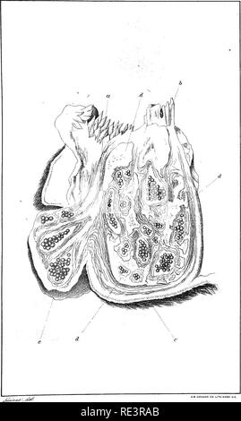 . Special report on diseases of cattle . Cattle. Diseases of Cattle. PLATE XLIII.. ACTINOMYCOSIS OF THE JAW.. Please note that these images are extracted from scanned page images that may have been digitally enhanced for readability - coloration and appearance of these illustrations may not perfectly resemble the original work.. United States. Bureau of Animal Industry; Atkinson, V. T. (Vickers T. ), d. 1891. Washington : Govt. Print. Off. Stock Photo