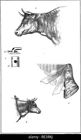 . Special report on diseases of cattle . Cattle. Diseases of Cattle. Plate XXVII.. TRACHEOTOMY AND VENESECTION.. Please note that these images are extracted from scanned page images that may have been digitally enhanced for readability - coloration and appearance of these illustrations may not perfectly resemble the original work.. United States. Bureau of Animal Industry; Atkinson, V. T. (Vickers T. ), d. 1891. Washington : Govt. Print. Off. Stock Photo