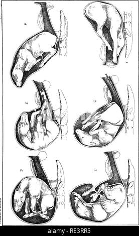 . Special report on diseases of cattle . Cattle. Diseases of Cattle, PLATE XVII.. Please note that these images are extracted from scanned page images that may have been digitally enhanced for readability - coloration and appearance of these illustrations may not perfectly resemble the original work.. United States. Bureau of Animal Industry; Atkinson, V. T. (Vickers T. ), d. 1891. Washington : Govt. Print. Off. Stock Photo