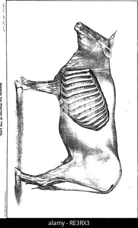 . Special report on diseases of cattle . Cattle. Diseases of Cattle. PLATE VIII.. Please note that these images are extracted from scanned page images that may have been digitally enhanced for readability - coloration and appearance of these illustrations may not perfectly resemble the original work.. United States. Bureau of Animal Industry; Atkinson, V. T. (Vickers T. ), d. 1891. Washington : Govt. Print. Off. Stock Photo