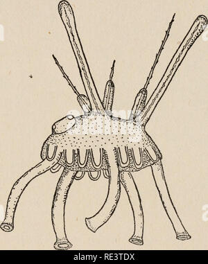 . Echinoderms of Connecticut. Echinodermata -- Connecticut. No. 19.] ECHINODERMS OF CONNECTICUT. 103 symmetrical, with both mouth and anus, and is known as a pluteus (Fig. 16). It bears absolutely no resemblance to the adult urchin. The free-swimming pluteus lives and feeds at the sur- face for a period of several weeks, the time depending some- what on the temperature and other conditions, and varying in different species. In this time it may have been carried by cur- rents and tides to a considerable distance from its place of origin.. FIG. 17. Arbacia punctulata. Side view of young urchin i Stock Photo