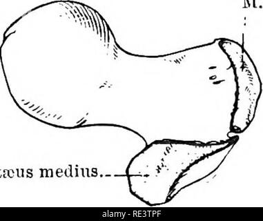 . The topographical anatomy of the limbs of the horse. Horses; Physiology. 120 TOPOGRAPHICAL ANATOMY OF M. rectus femoris.—The rectus femoris muscle is the middle member of the quadriceps group, and arises by two short tendons from depressions on the ilium just in front of the acetabulum: there is a mucous (synovial) bursa between the lateral tendon and the ilium. Its insertion is into the patella along with the other parts of the quadriceps. jr. glutfcus profundus.. JI. glutsous medius... Please note that these images are extracted from scanned page images that may have been digitally enhance Stock Photo