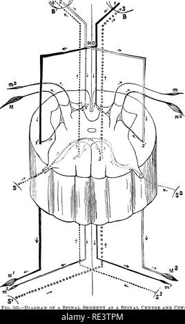 . The physiology of domestic animals ... Physiology, Comparative; Veterinary physiology. 802 PHYSIOLOGY OF THE DOMESTIC ANIMALS.. -Diagram of a Spinal Segment as a Spinal Centre and Con- ducting Medium, after Br am well. {Landois.) B, right, Bl, left cerebral hemispheres; M O, medulla oblongata; 1, motor tract from right hemi- sphere, largely decussating at M O, and passing down the lateral column of the cord on the opposite side to the muscles M and Ml; 2, motor tract from left hemisphere; S, SI, sensitive areas on the left side of tho body ; 3, 31, the main sensory tract from the left side o Stock Photo