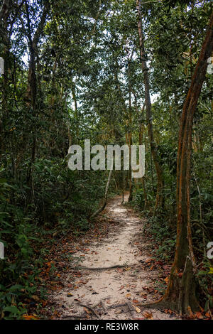 A well trodden sandy  directional path leads ahead through a dense tropical jungle. Stock Photo