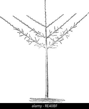 . The fruit garden. Fruit-culture; Fruit trees. FRUIT CULTURE IN FRANCE 345 cordons at om.40 from the ground, and planted at the edge of a border. For this form an iron wire fixed to two posts, strengthened by supports as shown in the accompanying figure, is sufficient. Apples on the Paradise stock are. Standard Fan-Trained Pear Tree with Three Series of Branches planted from 3 to 4 metres apart ; apples on the Doucin and pears on the Quince at from 4 to 5 metres apart. Each tree has only two branches, opposite to each other. These are trained along the iron wire. By allowing one branch only t Stock Photo