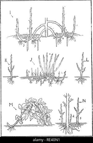 . The fruit garden. Fruit-culture; Fruit trees. 276 THE FRUIT GARDEN. Propagation by Layers and Suckers. Please note that these images are extracted from scanned page images that may have been digitally enhanced for readability - coloration and appearance of these illustrations may not perfectly resemble the original work.. Bunyard, George; Thomas, Owen. New York, C. Scribner Stock Photo