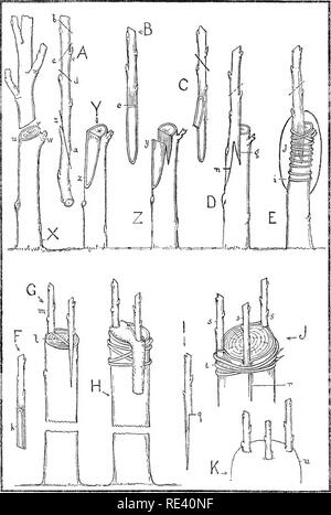 . The fruit garden. Fruit-culture; Fruit trees. 272 THE FRUIT GARDEN. Propagation by Grafting. Please note that these images are extracted from scanned page images that may have been digitally enhanced for readability - coloration and appearance of these illustrations may not perfectly resemble the original work.. Bunyard, George; Thomas, Owen. New York, C. Scribner Stock Photo