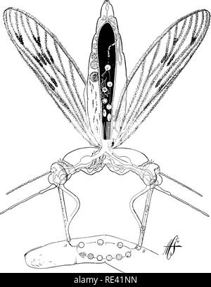 . Handbook of medical entomology. Insect pests; Insects as carriers of disease; Medical parasitology. Mosquitoes and Malaria 193 a region famous for centuries as a hot-bed of malaria. The two experimenters moved about freely throughout the day, exposed. 126. Life cycle of the malarial parasite. After Miss Anna Stryke. themselves to rains and all kinds of weather, drank marsh water, slept exposed to the marsh air, and, in short, did everything which was supposed to cause malaria, except that they protected them- selves thoroughly from mosquito bites, retiring at sunset to a mosquito-. Please no Stock Photo