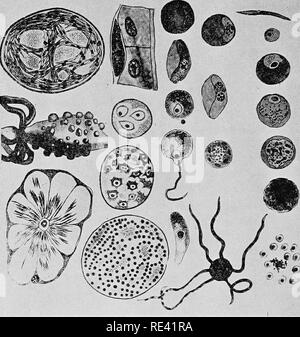 . Handbook of medical entomology. Insect pests; Insects as carriers of disease; Medical parasitology. I go Arthropods as Hosts of Pathogenic Protozoa melanin. The hamozoin is the most conspicuous part of the para- site, a feature of advantage in diagnosing from unstained prepara- tions. As the schizont matures, its nucleus breaks up into a ntmiber of daughter nuclei, each with a rounded mass of protoplasm about it, and finally the corpuscles are broken down and these rounded bodies. 125. Life cycle of the malaria parasite. Adapted from Leuckart's chart, by Miss Anna Stryke. are liberated in th Stock Photo