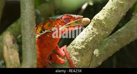 Panther Chameleon (Furcifer pardalis) preparing to catch an insect, Madagascar, Africa Stock Photo