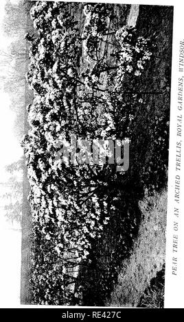 . The fruit garden. Fruit-culture; Fruit trees. . Please note that these images are extracted from scanned page images that may have been digitally enhanced for readability - coloration and appearance of these illustrations may not perfectly resemble the original work.. Bunyard, George; Thomas, Owen. New York, C. Scribner Stock Photo